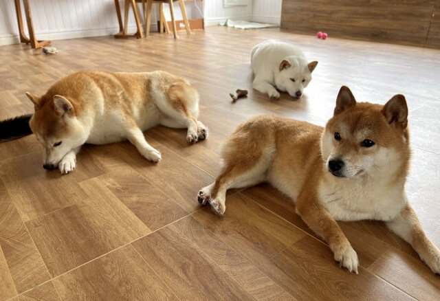 フロアコーティング 犬