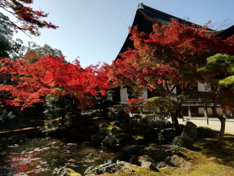 知恩院 紅葉