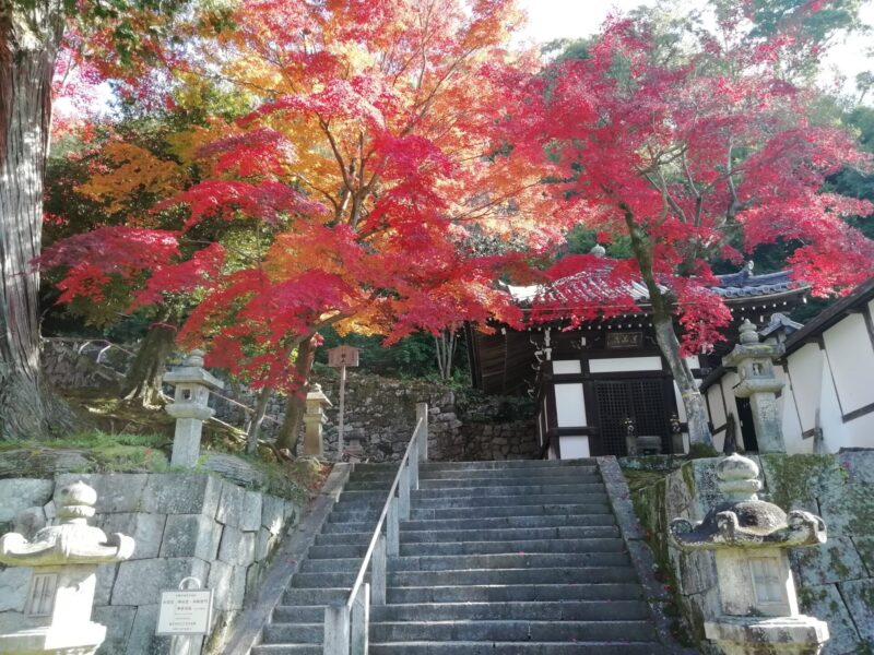 知恩院 紅葉