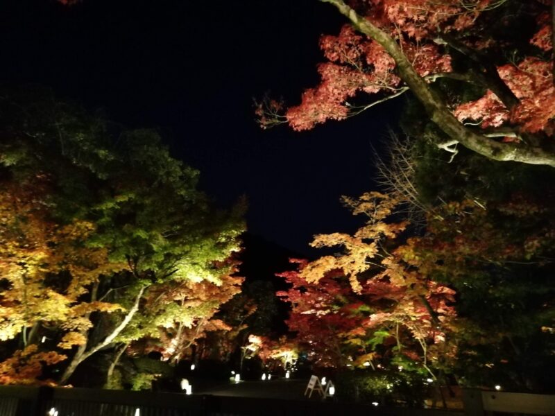 永観堂 ライトアップ 紅葉