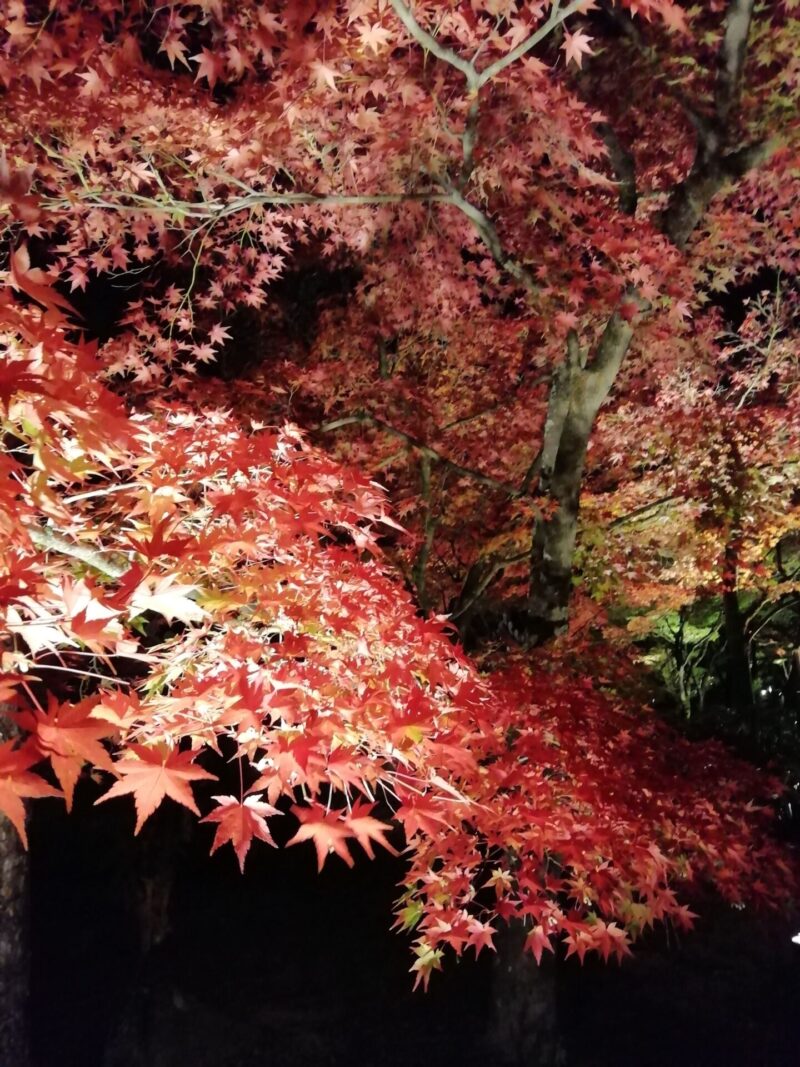 永観堂 ライトアップ 紅葉