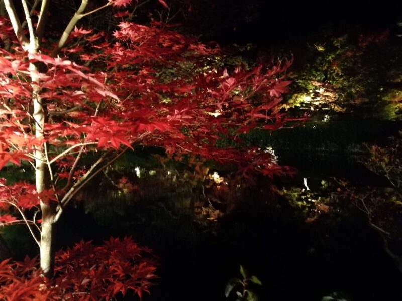 永観堂 ライトアップ 紅葉
