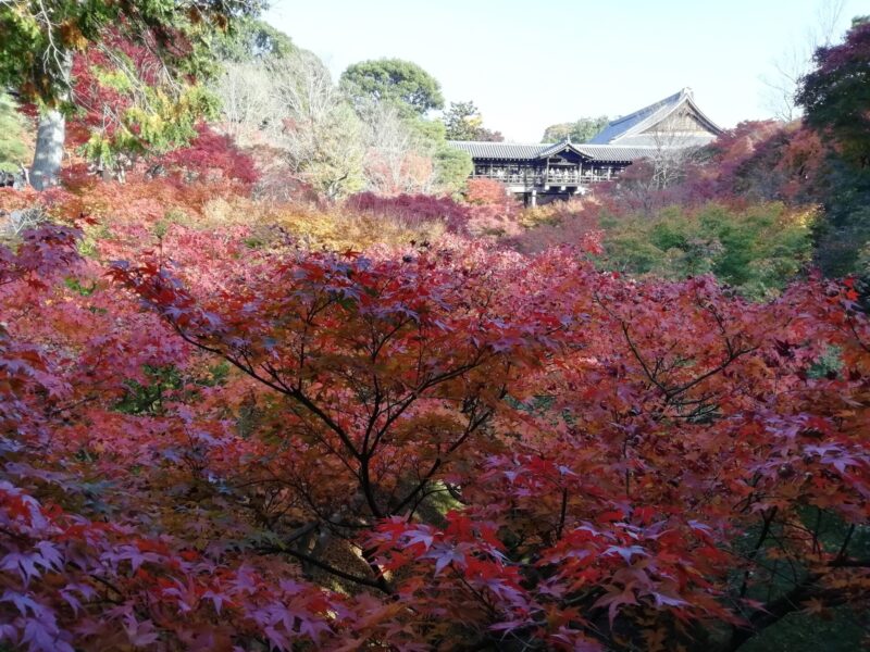 東福寺 紅葉