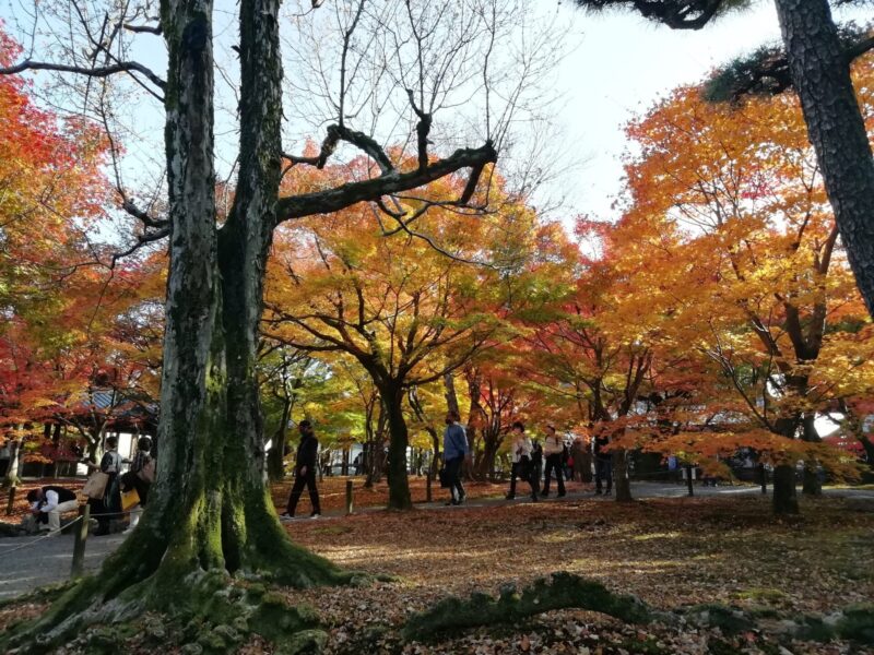 東福寺 もみじ